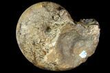 Fossil Ammonite (Rhaeboceras) - Bearpaw Shale, Montana #119372-1